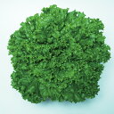 ファンシーグリーン 5千粒(コートL) レタス 中原採種場