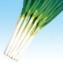 晩抽夏山一本太葱 5千粒(コート2L) 葱 ネギ ねぎ F1 中原採種場