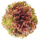 フロストレッドグラス Lコート5000粒 レタス