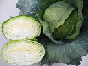 YR海舟 2000粒 キャベツ