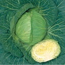 彩峰甘藍 タキイ交配 2000粒2センR キャベツ 甘藍 かんらん カンラン