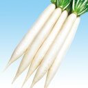 早太郎 5千粒(コート3L) 大根 ダイコン だいこん F1 中原採種場