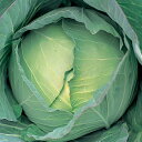 YR冬太郎甘藍 3000粒 キャベツ 甘藍 かんらん カンラン