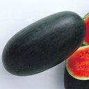 黒竜 200粒 スイカ すいか 西瓜 F1 中原採種場