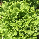 グリーンマム(UC-054) Lコート5千粒 レタス ウエキ育成 横浜植木