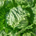 フォースフル (KAY-013) ペレット5000粒 レタス