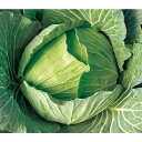 冬銀河 2500粒 キャベツ