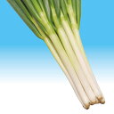 冬月の雫 コート5000粒 葱 ネギ ねぎ ダイヤ交配