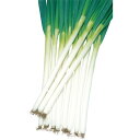 夏扇4号一本葱 ペレット6千粒 葱 ネギ ねぎ