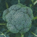 磯緑 20ml ブロッコリー