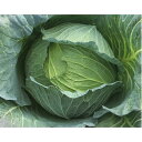 YR岩王 2000粒 キャベツ 甘藍 かんらん カンラン