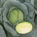 涼空 2000粒 キャベツ