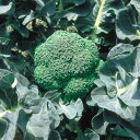 晩緑99 2500粒 ブロッコリー