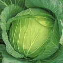 カベラ(MKS-C206) 2000粒 キャベツ