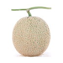 緑肉　アールスムーラン夏1 100粒 めろん メロン 舐瓜