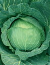 がいな 2000粒 キャベツ