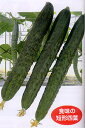 ケンシロウ 350粒 胡瓜 キュウリ きゅうり