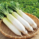 冬しぐれ ペレット5000粒 大根 ダイコン だいこん