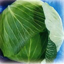 春一番 2000粒 キャベツ