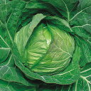 サワートップ 20ml キャベツ F1 中原採種場