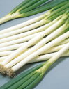 夏扇3号一本葱 1dl 葱 ネギ ねぎ