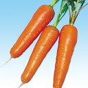 春あかね 2dl ニンジン にんじん 人参 F1 中原採種場