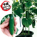 ミニミニ千成(ミニ胡瓜) 100粒 胡瓜 キュウリ きゅうり F1 中原採種場