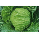 YR春づくし 2000粒 キャベツ 甘藍 かんらん カンラン