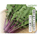 藤之助(赤軸葉だいこん) 2dl 葉大根 大根 ダイコン だいこん 松永交配