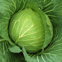 いそかぜ 2500粒 キャベツ