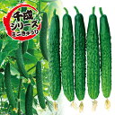 カリット四葉 100粒 胡瓜 キュウリ きゅうり