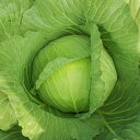 福洸 2500粒 キャベツ