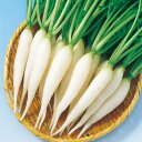 ホワイトアイシクル 1l 大根 ダイコン だいこん F1 中原採種場