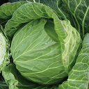 ゴールド2011甘藍 2000粒 キャベツ 甘藍 かんらん カンラン