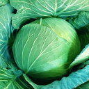 YR家康 20ml 袋 キャベツ