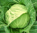 さざなみ (KAK-828) 2500粒 キャベツ