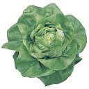 ナチュナル lコート5000粒 レタス