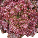 UC-902 Lコート5千粒 レタス ウエキ育成 横浜植木