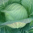 あまかぜ 20ml キャベツ 渡辺交配