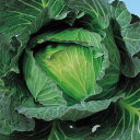 YR冬景色 20ml キャベツ F1 中原採種場