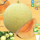 赤肉　サンライズ 100粒 めろん メロン 舐瓜