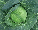 五月晴 2000粒 キャベツ 山陽交配