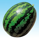 博多山笠 200粒 スイカ すいか 西瓜 F1 中原採種場