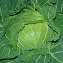 YRやわらぎ 2000粒 キャベツ