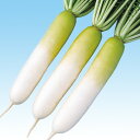 青づまり2号 5千粒(コート3L) 大根 ダイコン だいこん F1 中原採種場