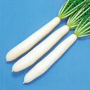 長太郎 2dl 大根 ダイコン だいこん F1 中原採種場