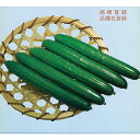 北星 350粒 胡瓜 キュウリ きゅうり北星 350粒 ときわ交配