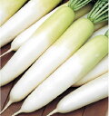 冬自慢大根 2dl 大根 ダイコン だいこん
