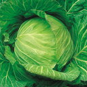 はるなみ 20ml キャベツ F1 中原採種場