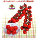 CFプチぷよ2 100粒 トマト とまと 蕃茄